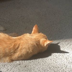 Meet your Posher, Genesis